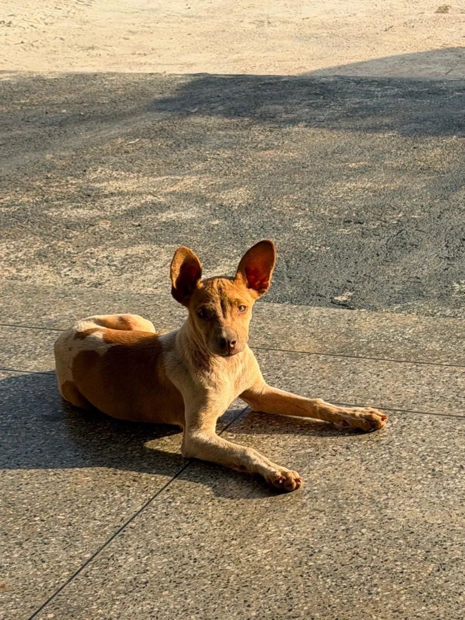 Adoção responsável  - Foto 3