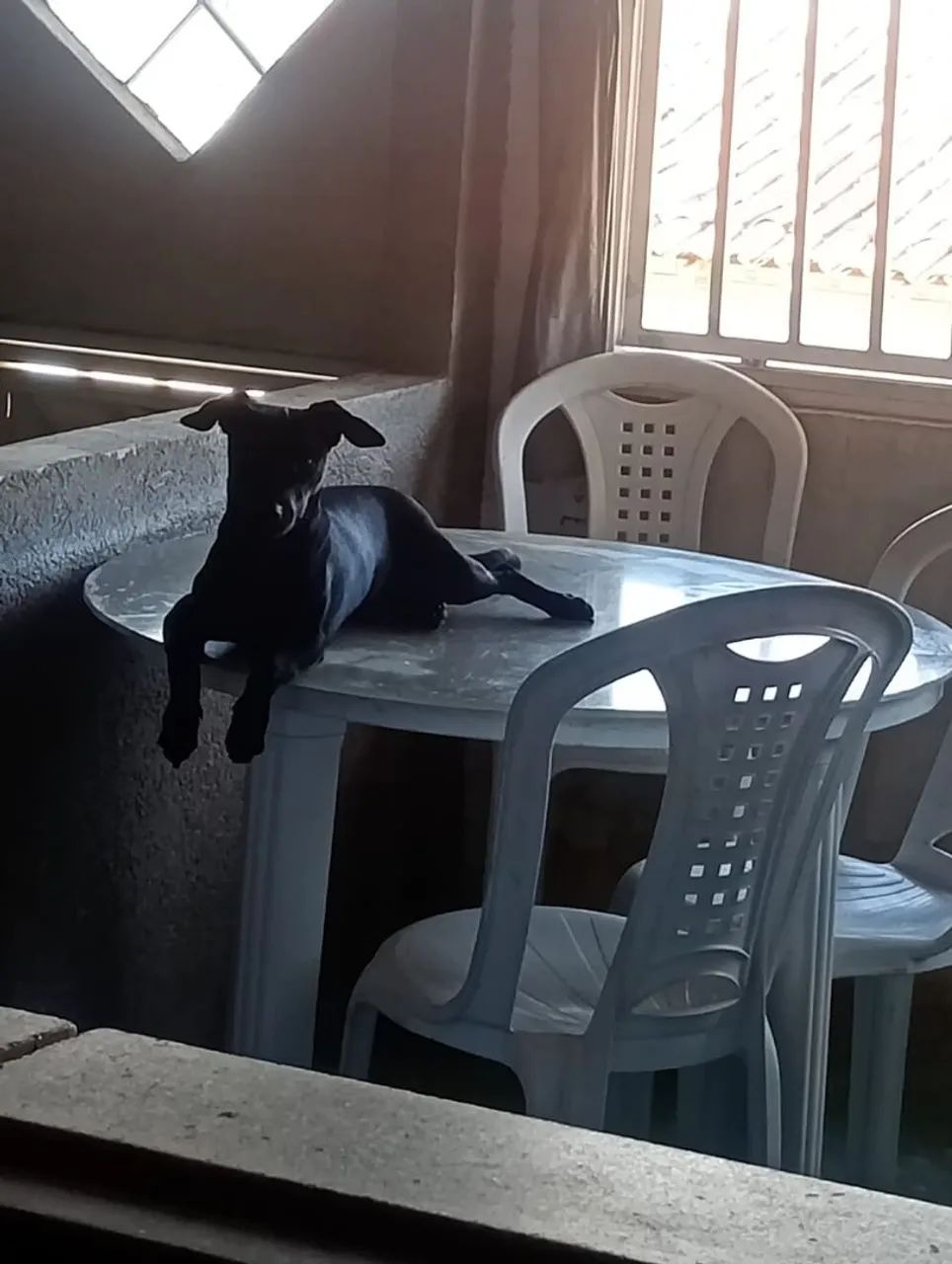 Cachorra - Foto 2