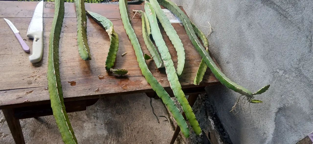 Muda de.pitaya 10 