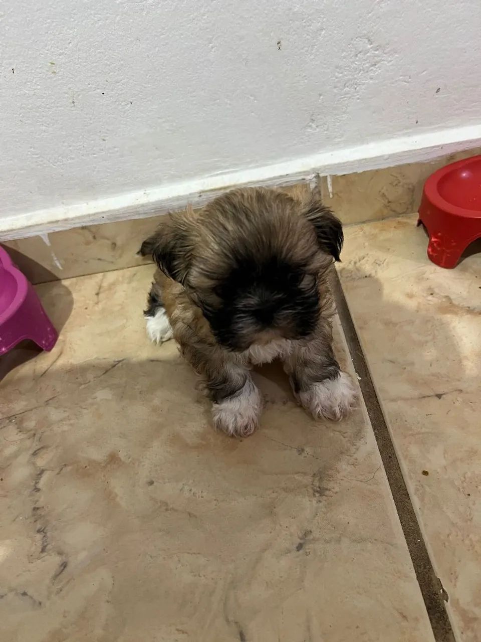 Shitzu  - Foto 4