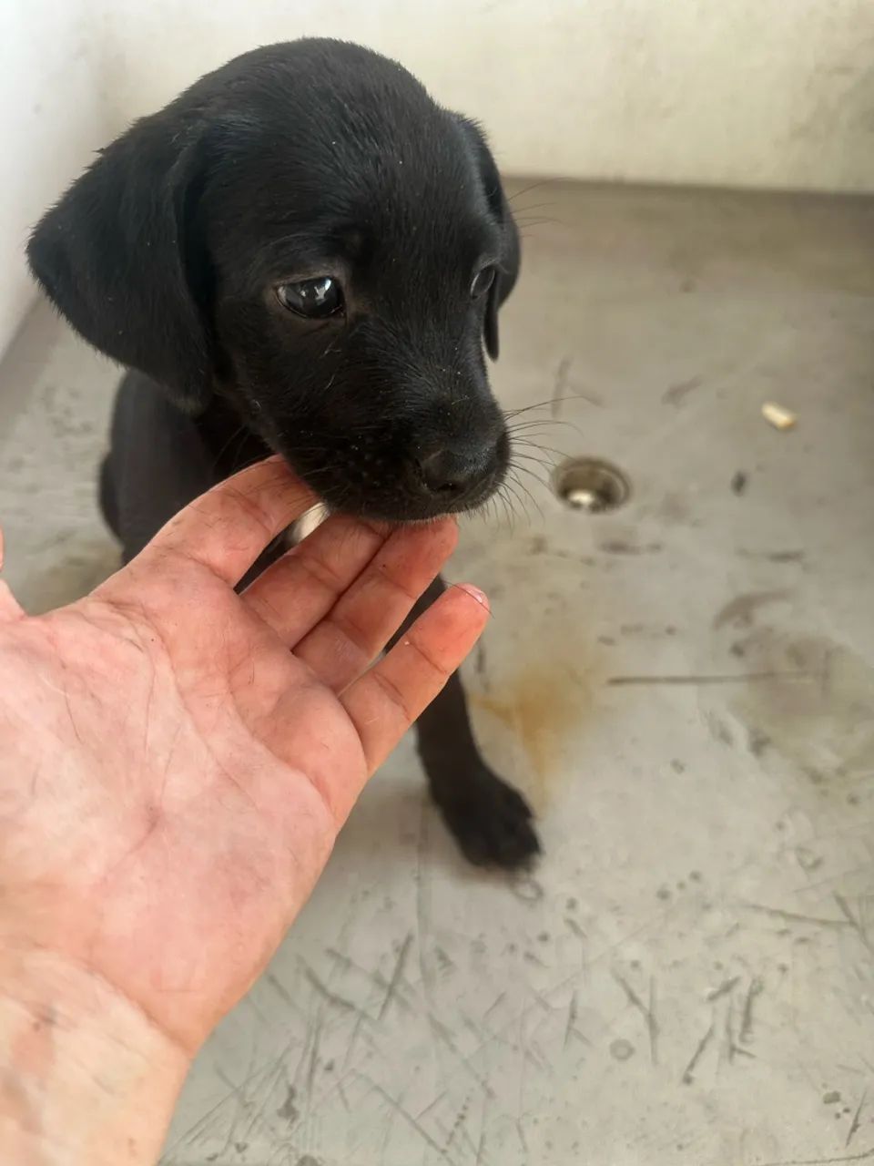 Cachorras sem raça defina muito amáveis e dóceis. - Foto 3