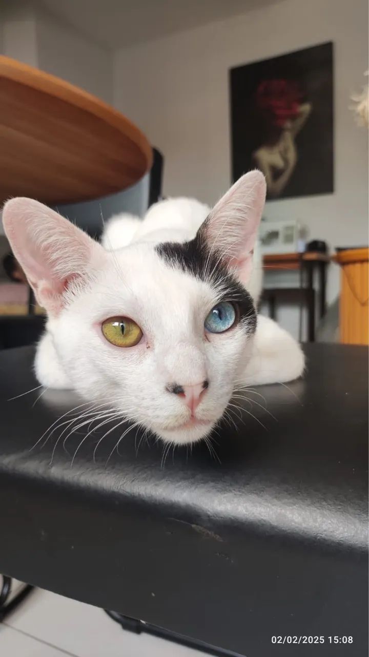 Gato doação  - Foto 3