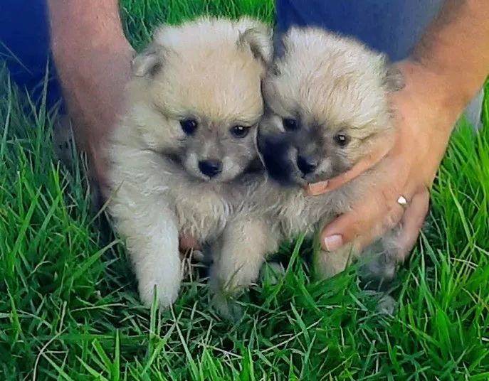 Fêmeas Lulu da Pomerânia ( Spitz Alemão)