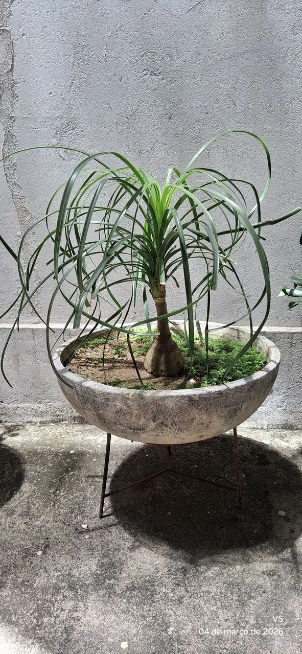 Planta Vaso de Concreto