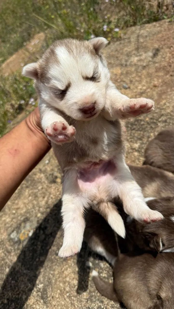 Husky siberiano  - Foto 4