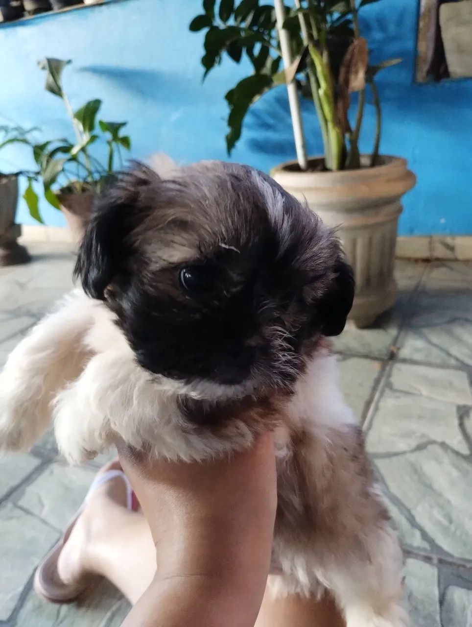 Vende se cachorro 