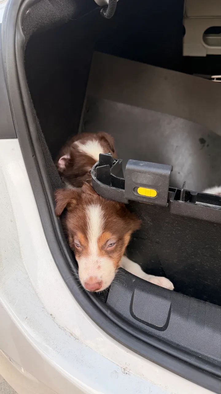 Filhos de border collie  - Foto 3