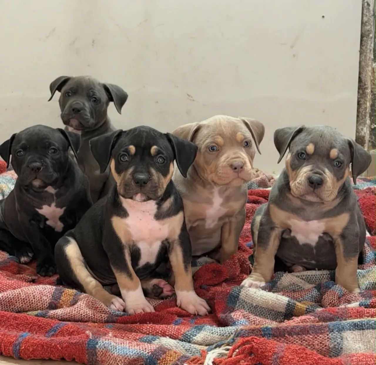 American Bully  - Foto 5