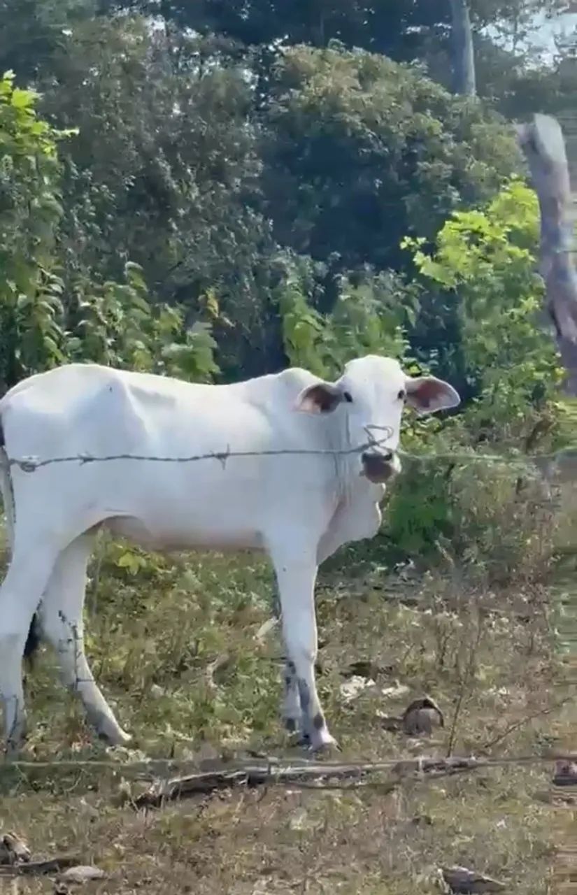 Gado
