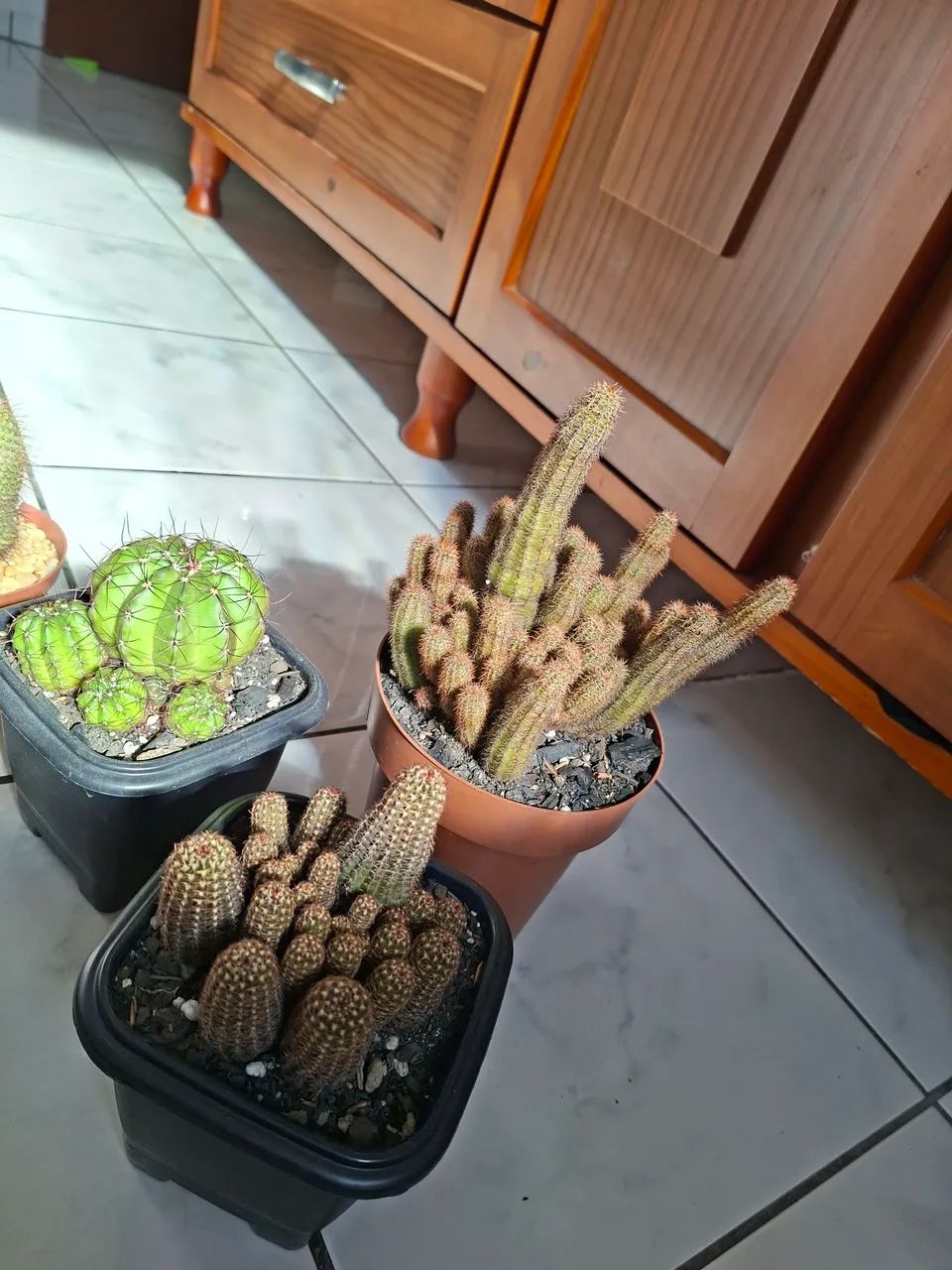 Cactos - Foto 3