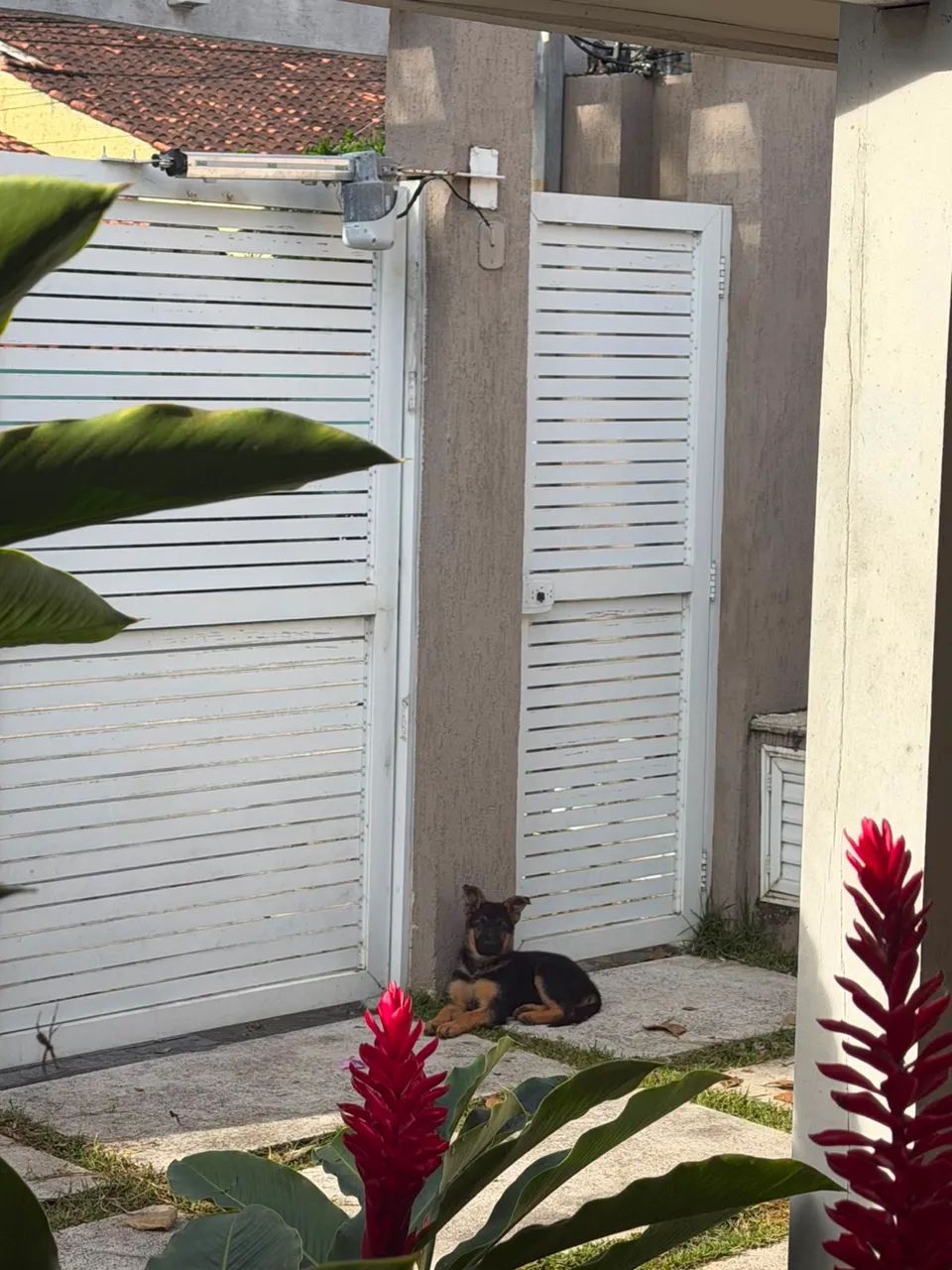 Porte de Guarda o Pastor alemão é ótimo com sítios  e casas  - Foto 2