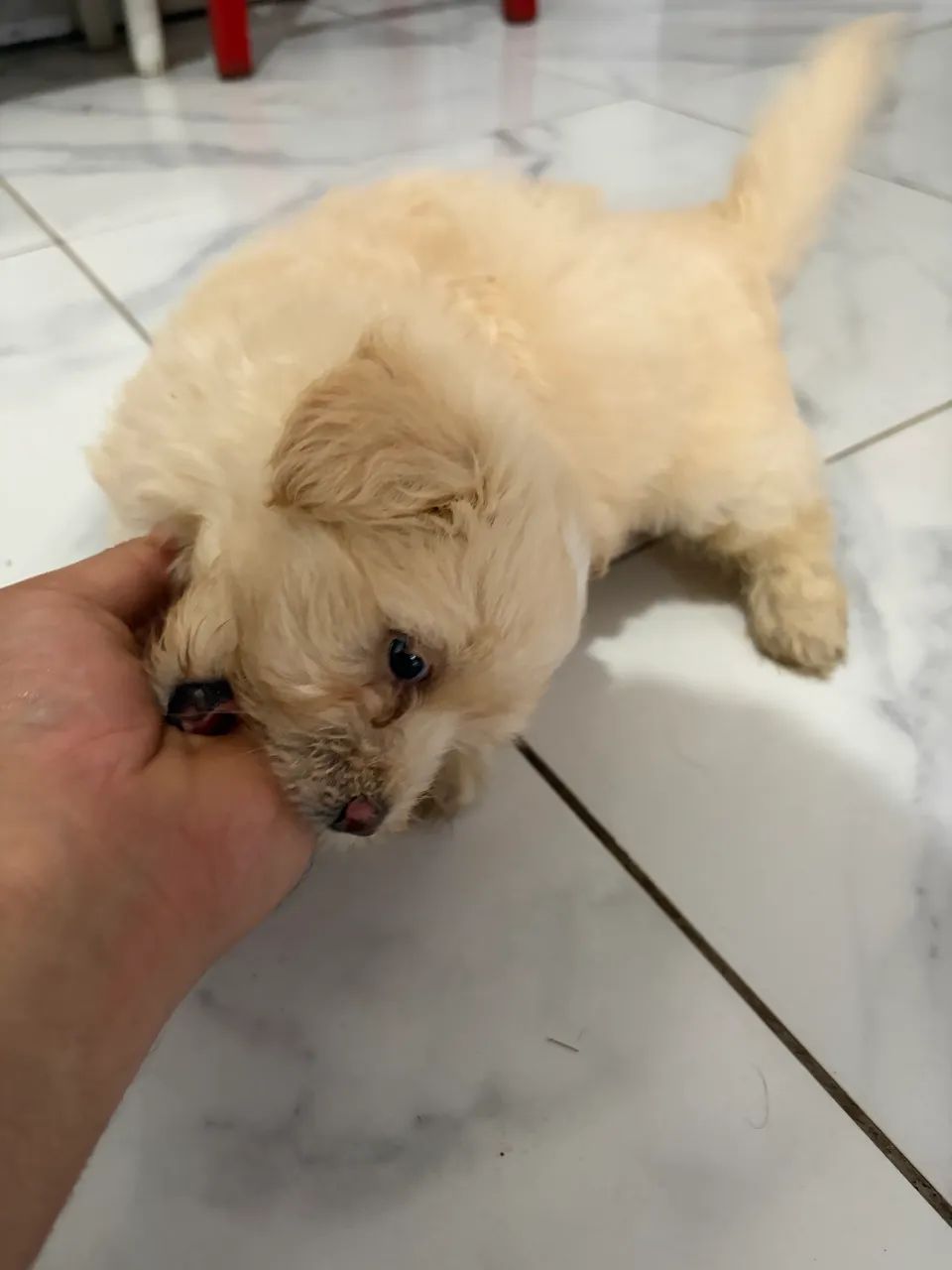 Filhotes lhasa apso 