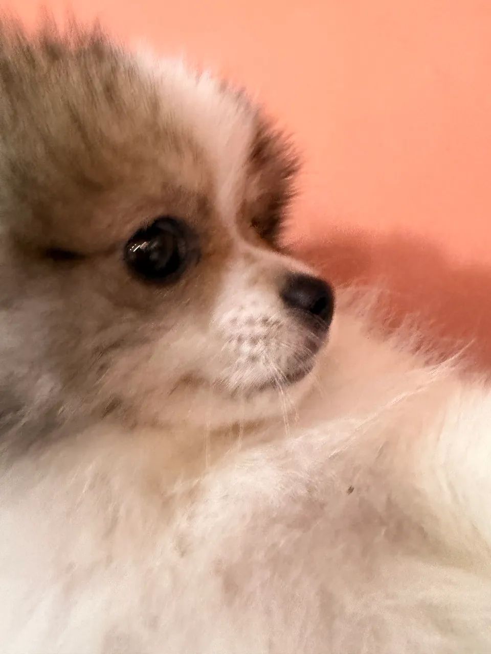 Spitz Alemão  - Foto 5