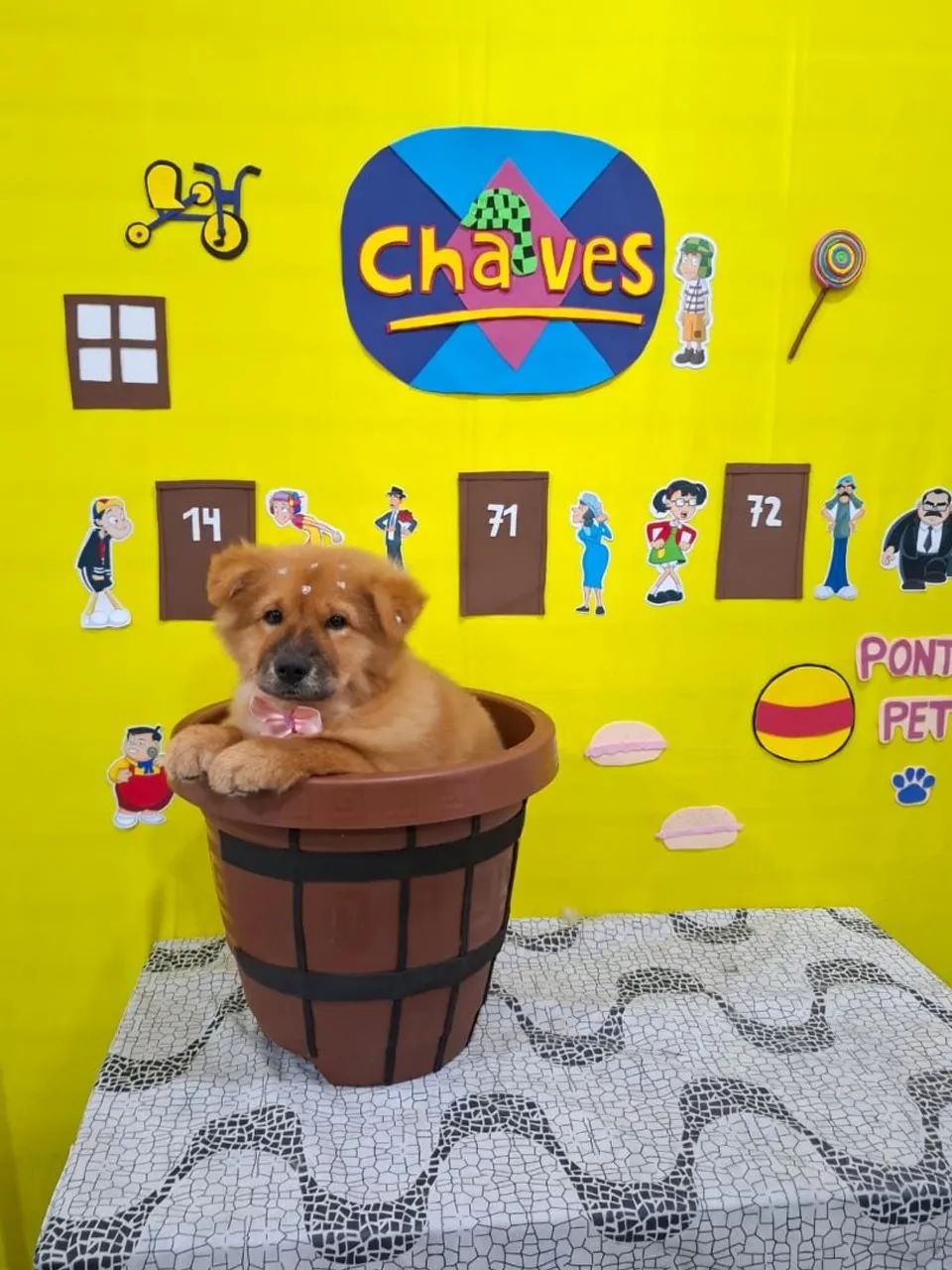 Chow-chow fêmea 