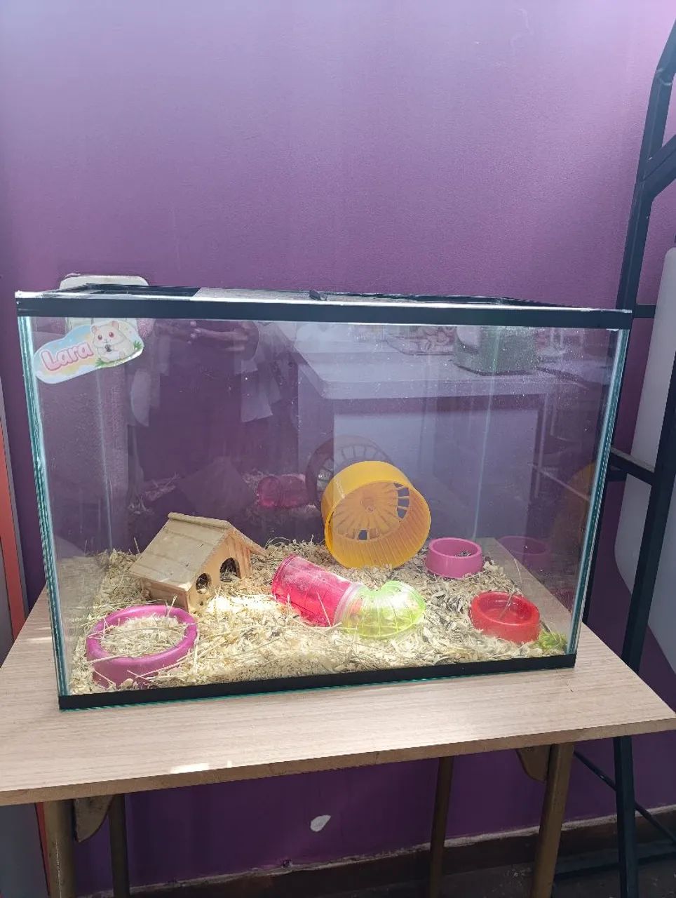 Terrário com hamster anão russo branco  - Foto 2