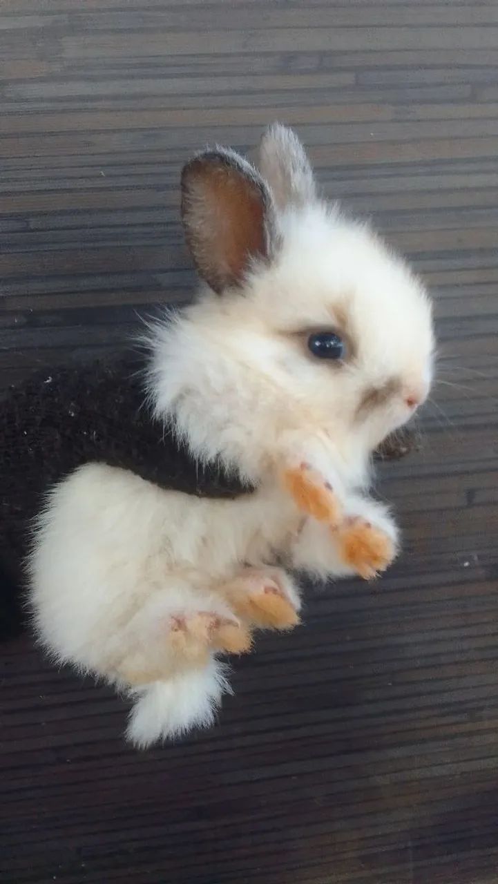 Coelhos - Foto 4