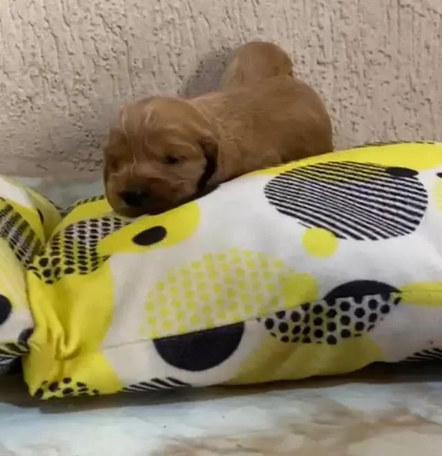 Cocker spaniel relaxado