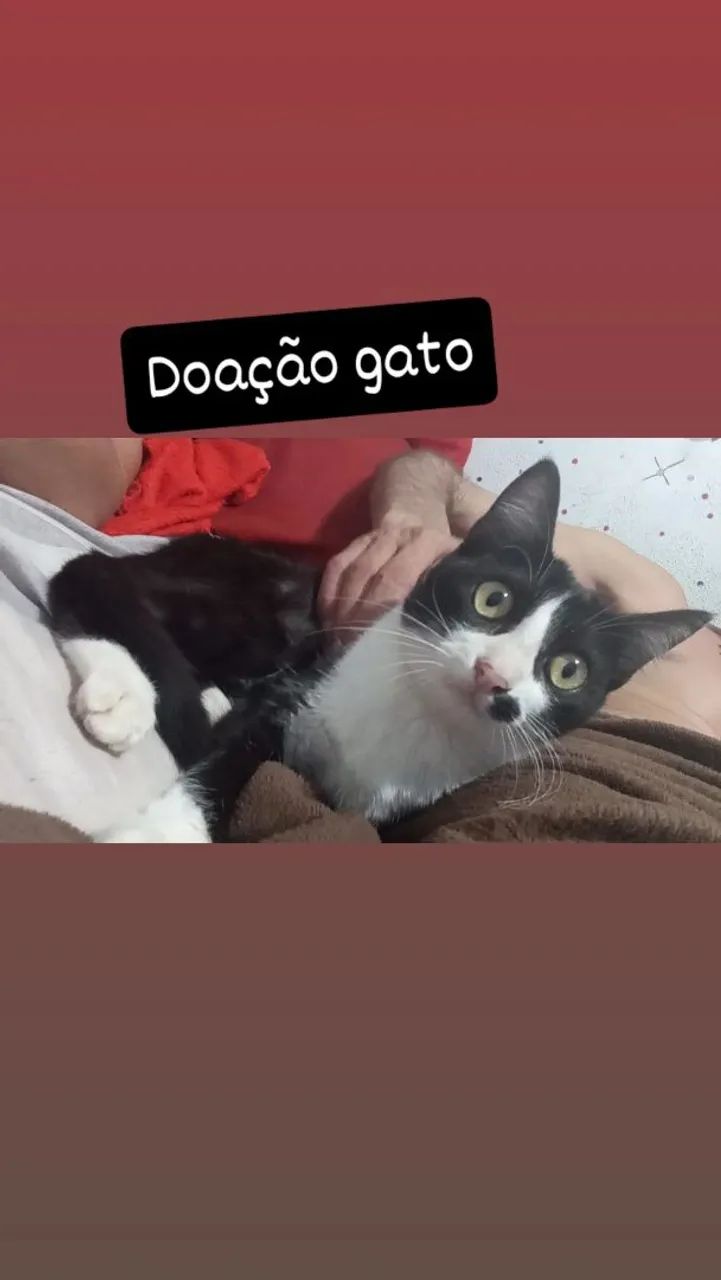 Doação de gato