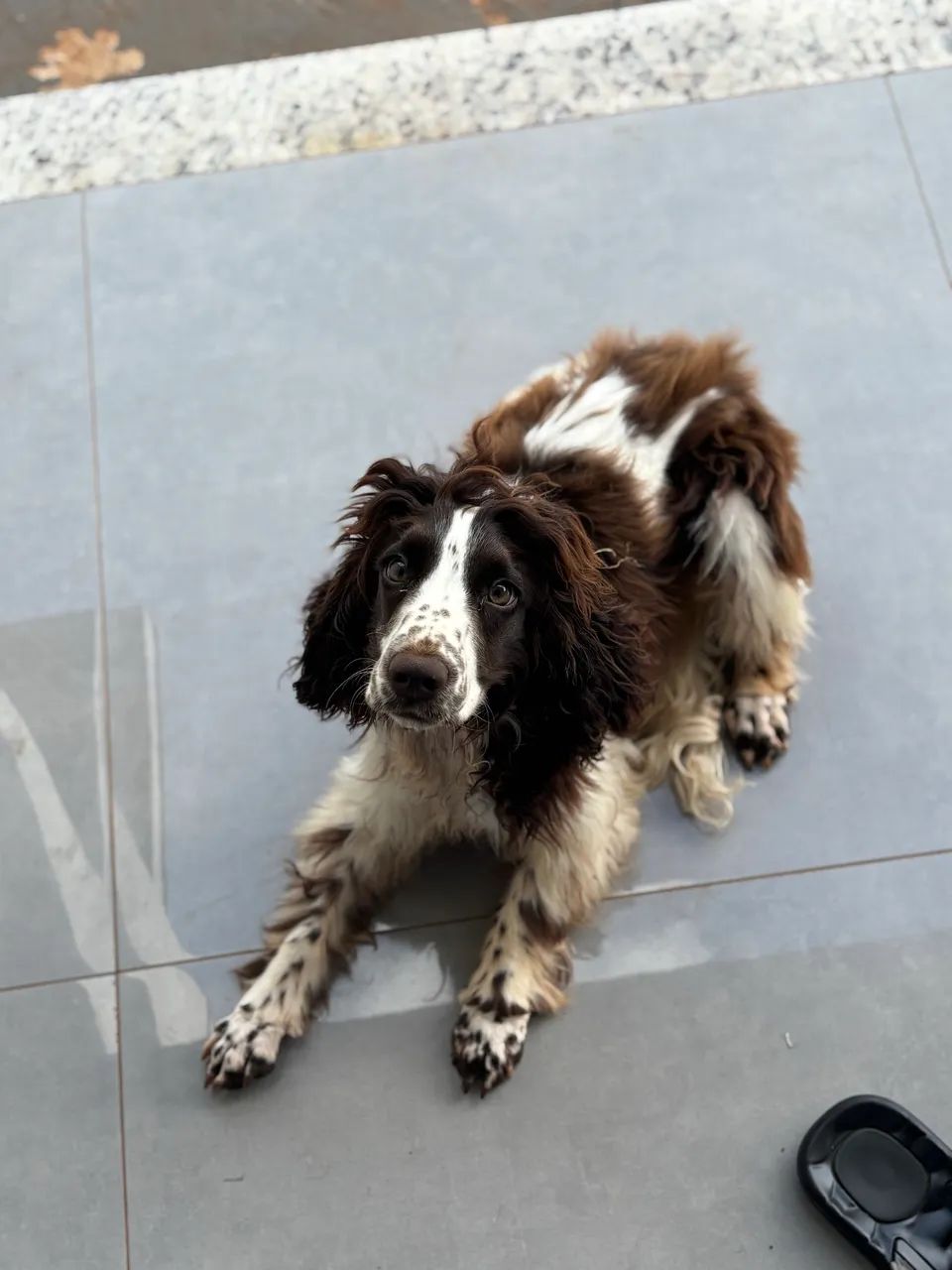 vendo cocker spaniel  - Foto 3