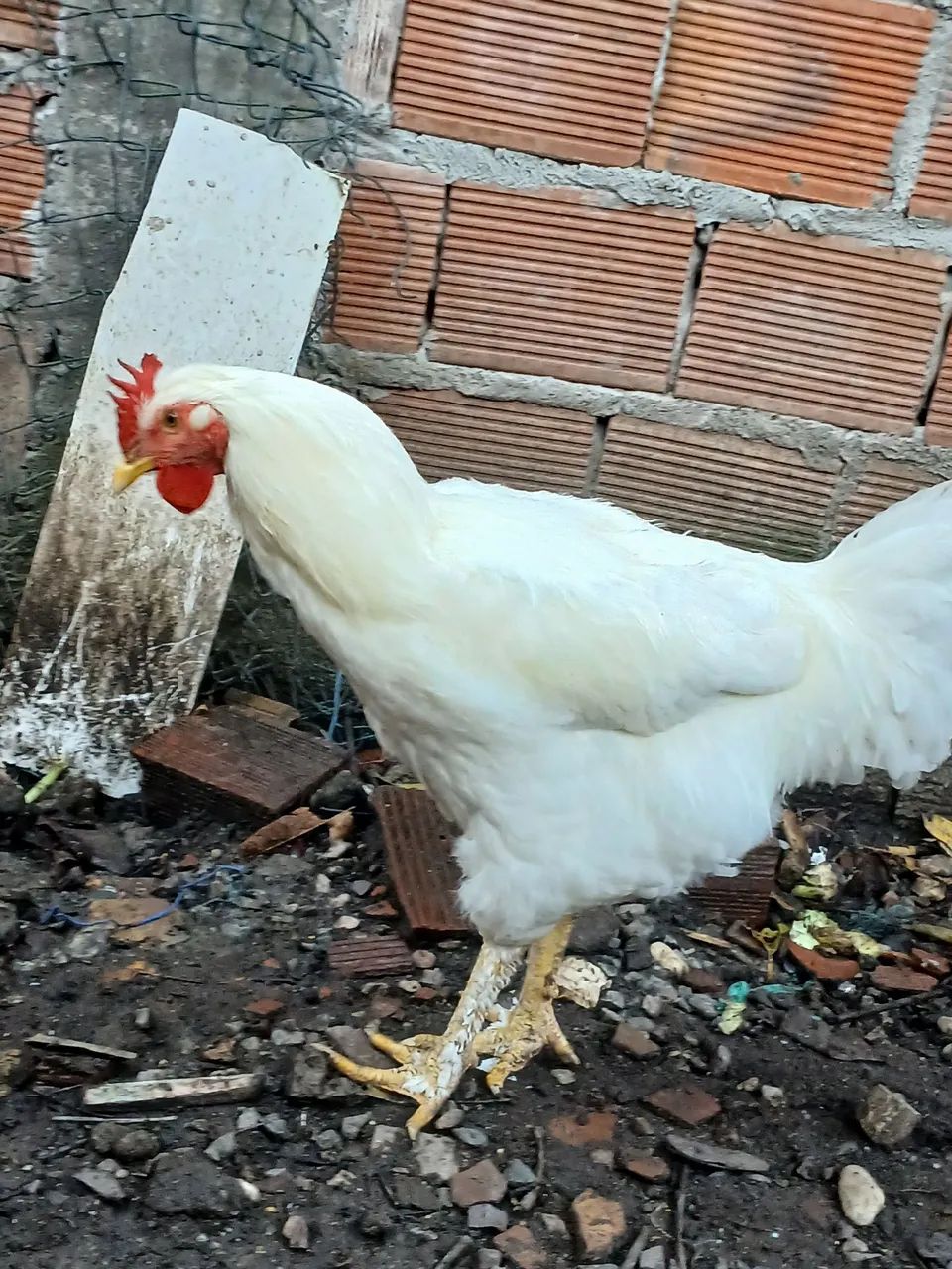 Galinha GSB BALAO  - Foto 5