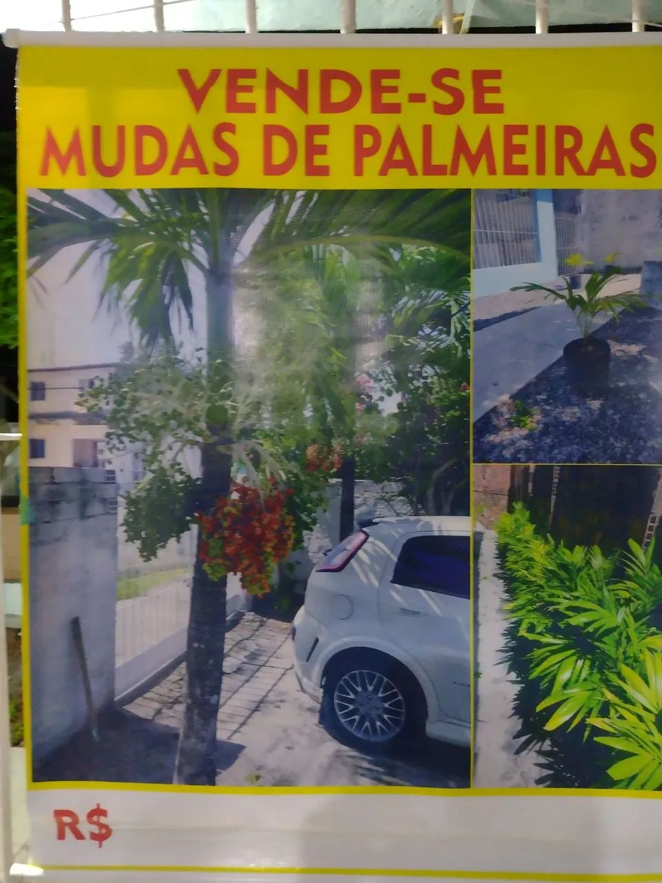 Vendemos mudas de palmeiras 