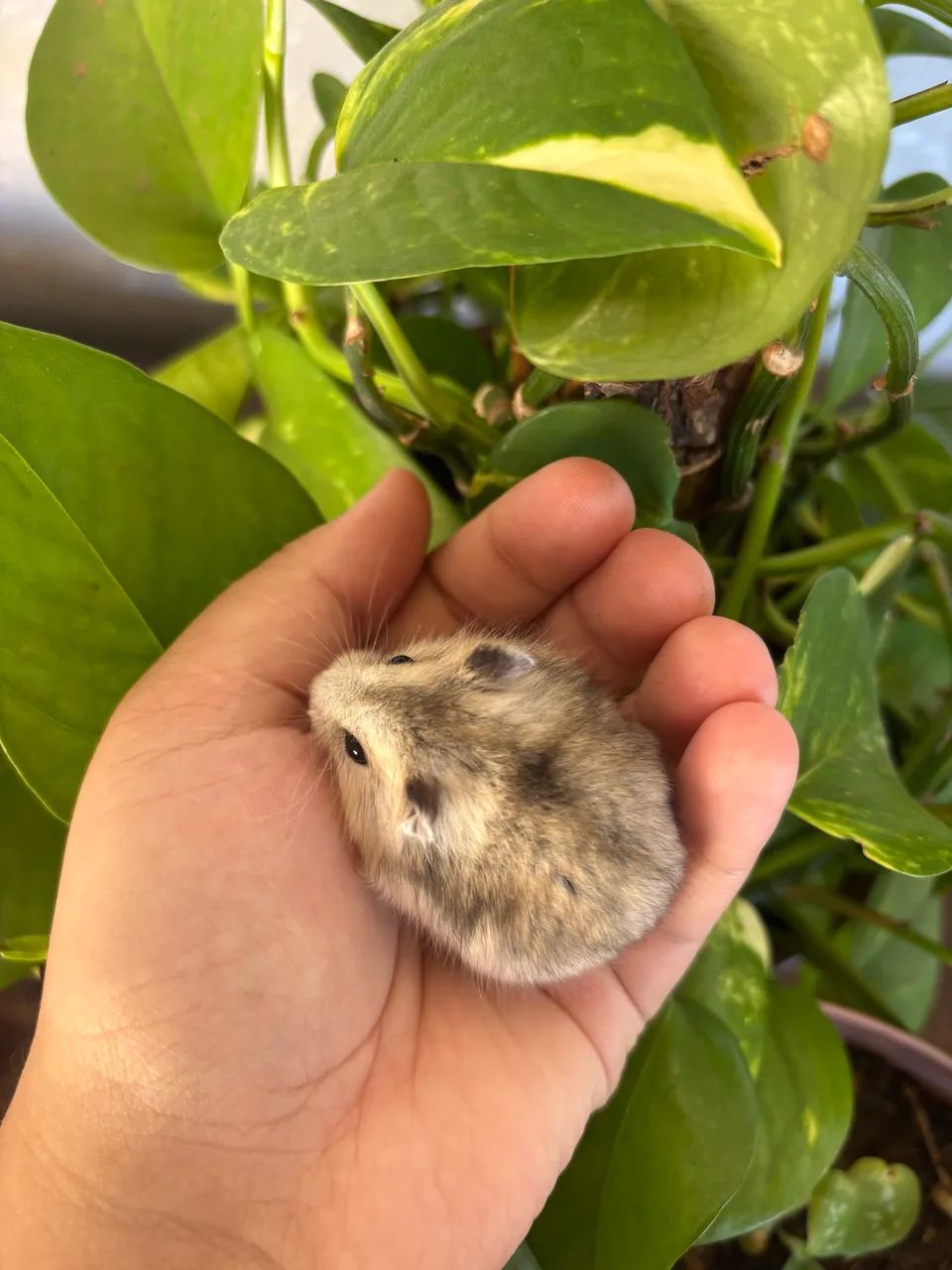 Hamster anão russo  - Foto 4