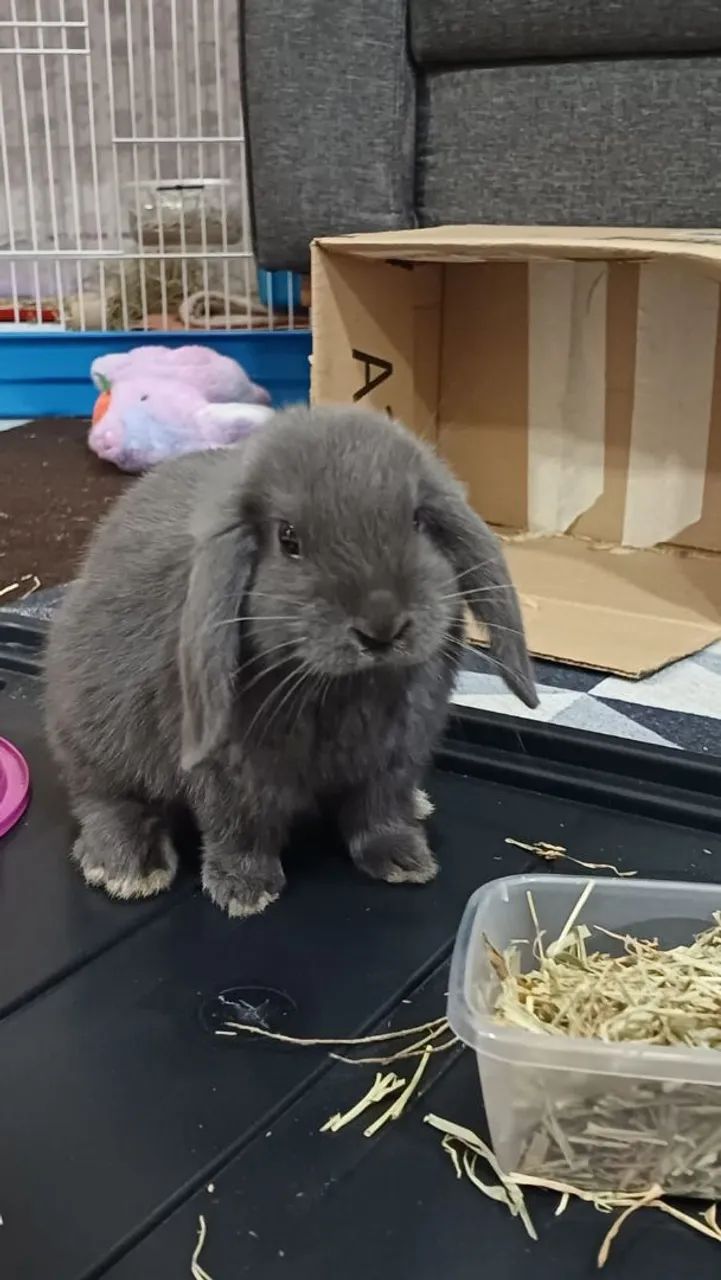 Mini coelho - Loop Uruguaio