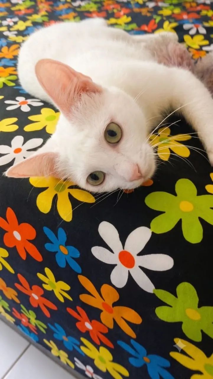 Adoção Responsável  - Foto 2