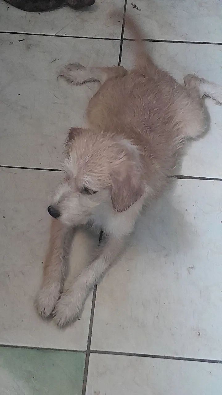 ADOÇÃO RESPONSÁVEL.  - Foto 4