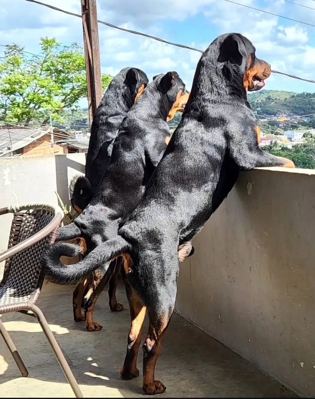 rottweiler 45 dias - Foto 3