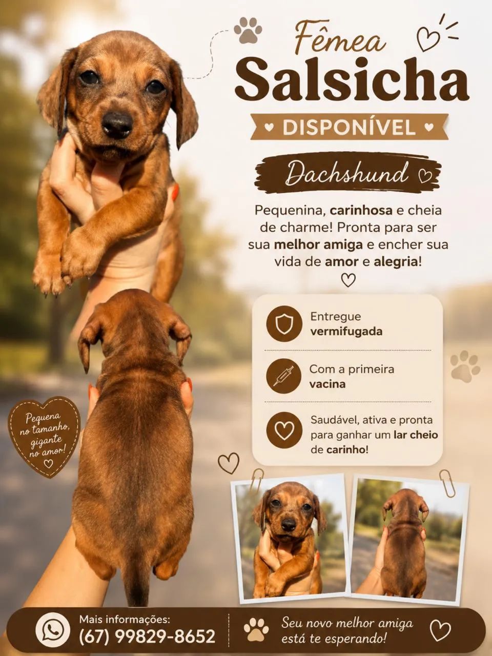 Salsicha  - Foto 3