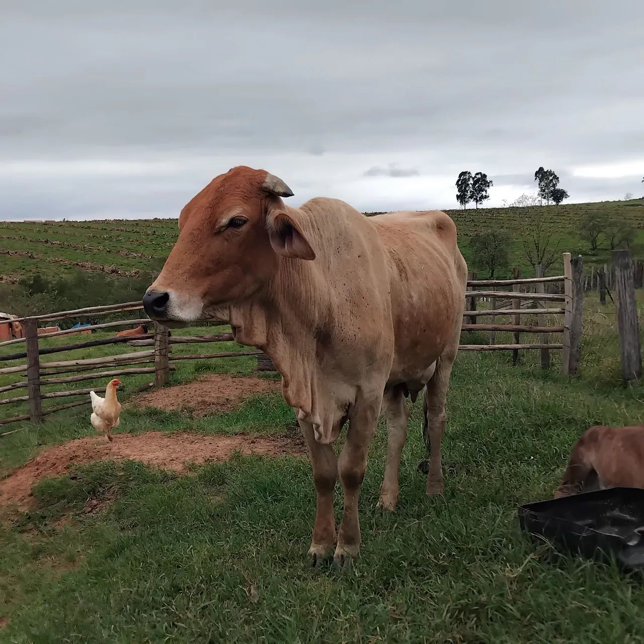 Vaca e bezerro à venda
