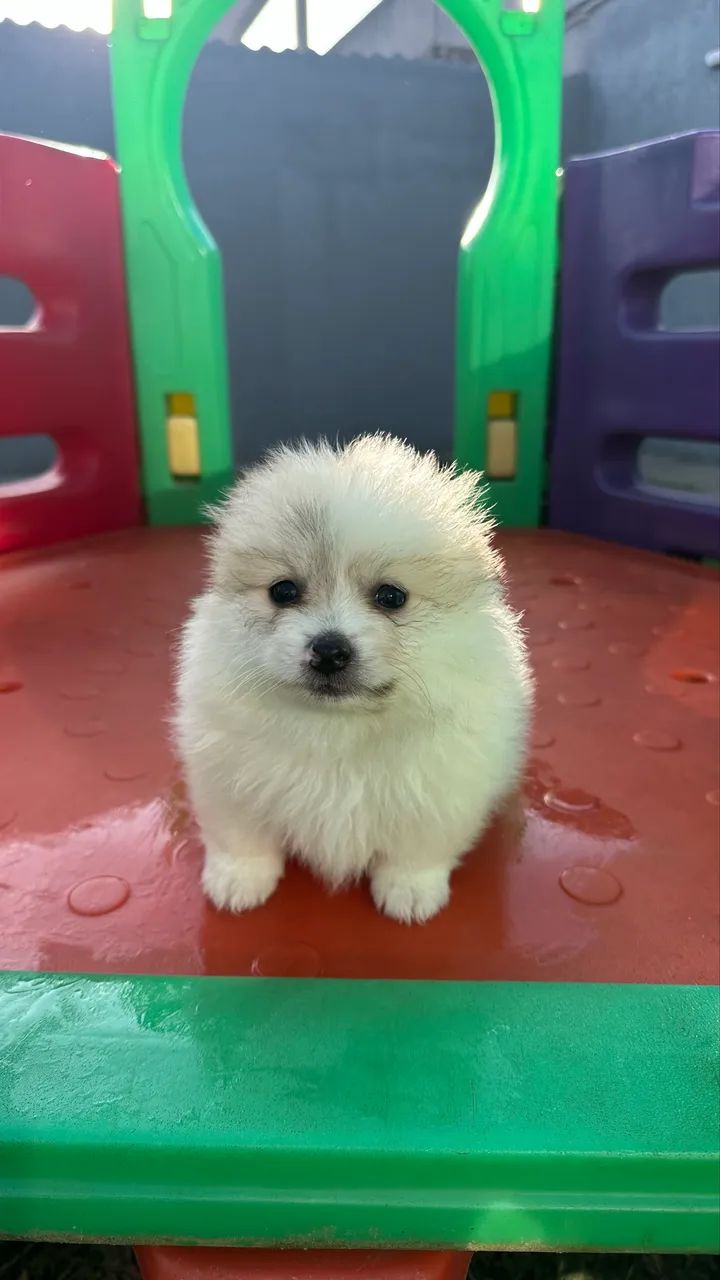 Spitz alemão macho  - Foto 4