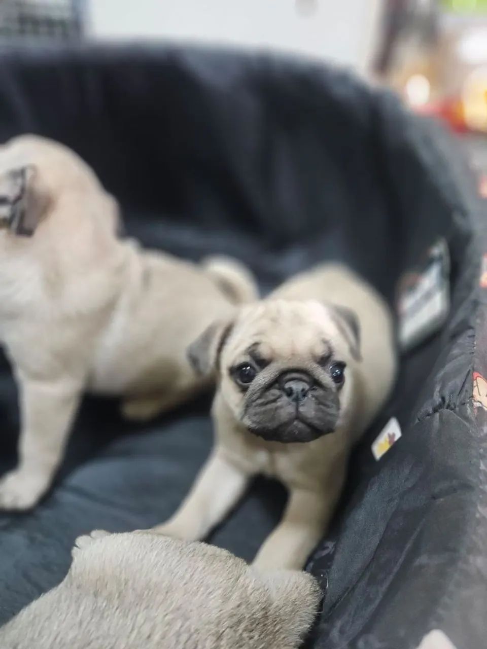 Pug - Foto 3