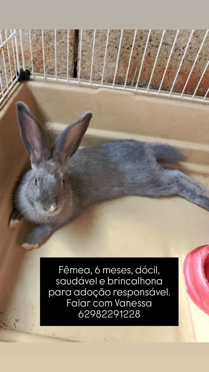 Doação de coelha, 6 meses