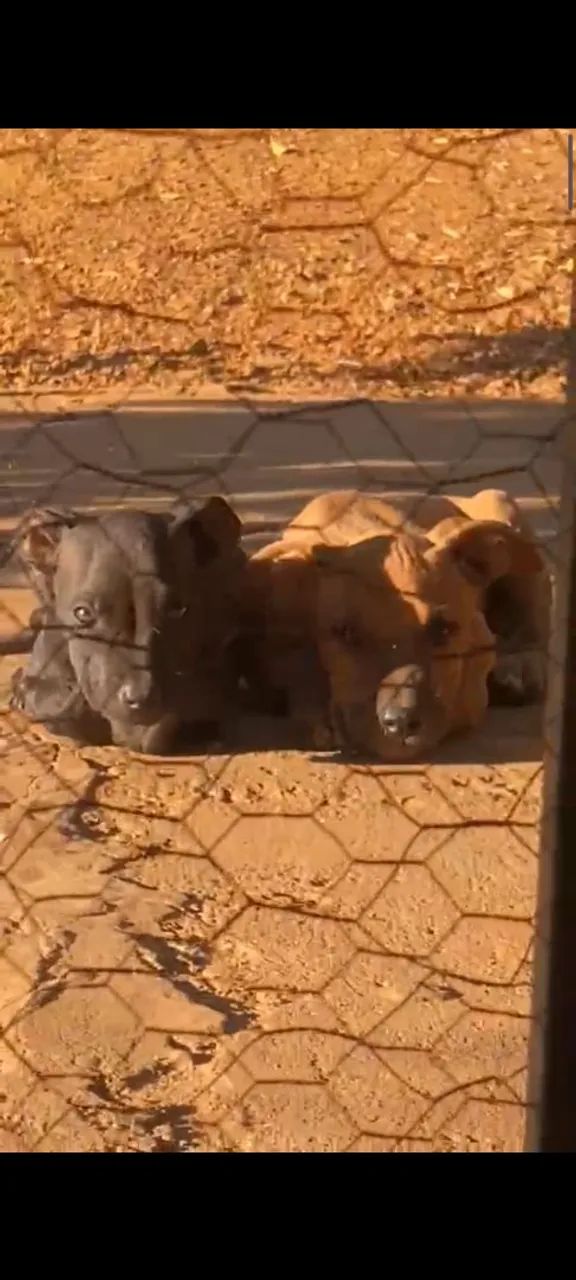 Filhotes de Pit Bull  - Foto 2