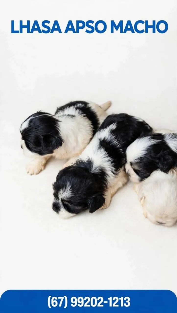 Lhasa apso macho - Foto 3