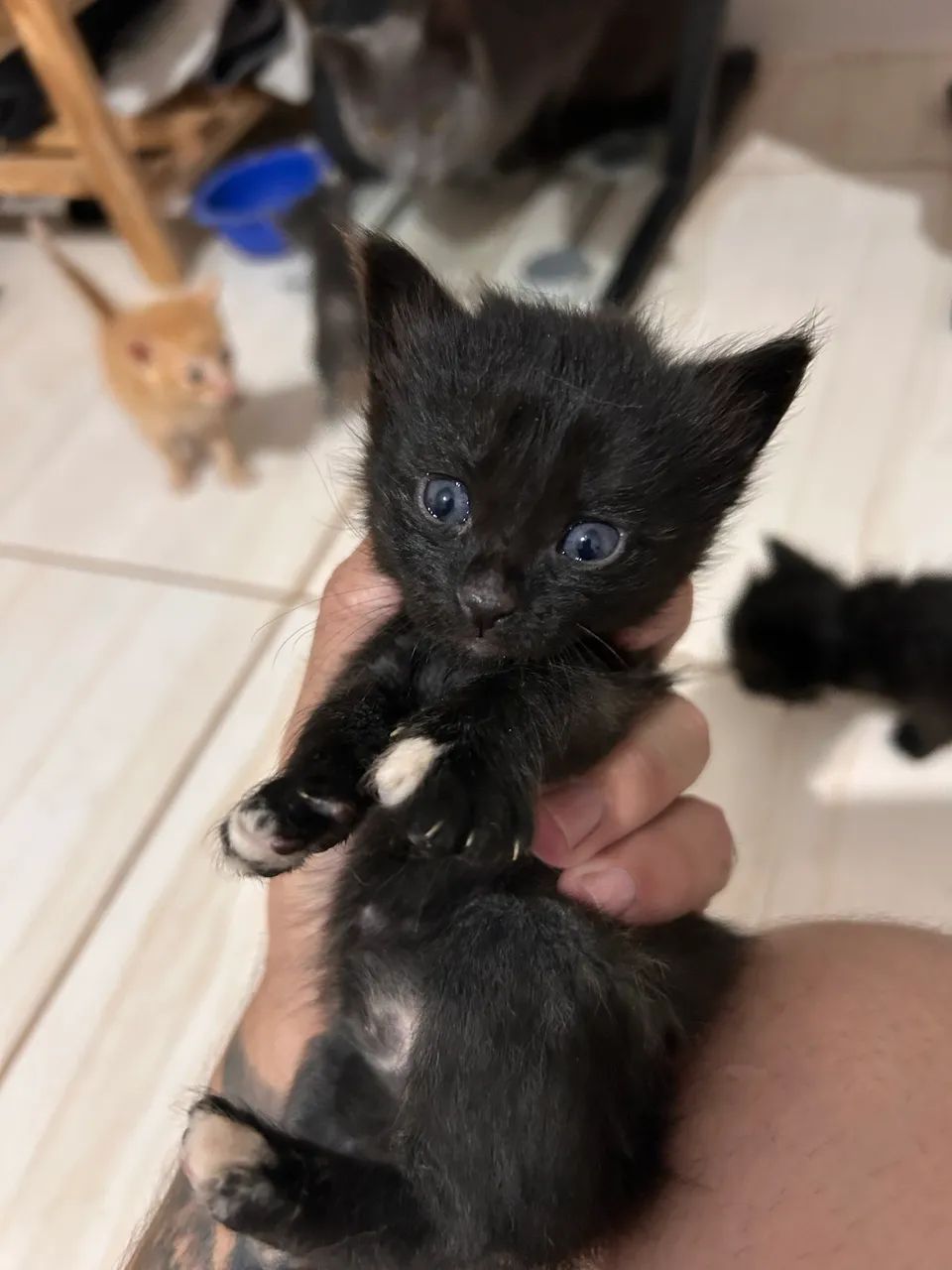 Gato
