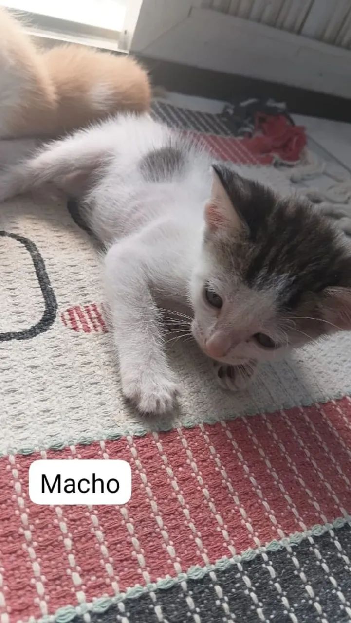 Lindos gatinhos ? - Foto 4
