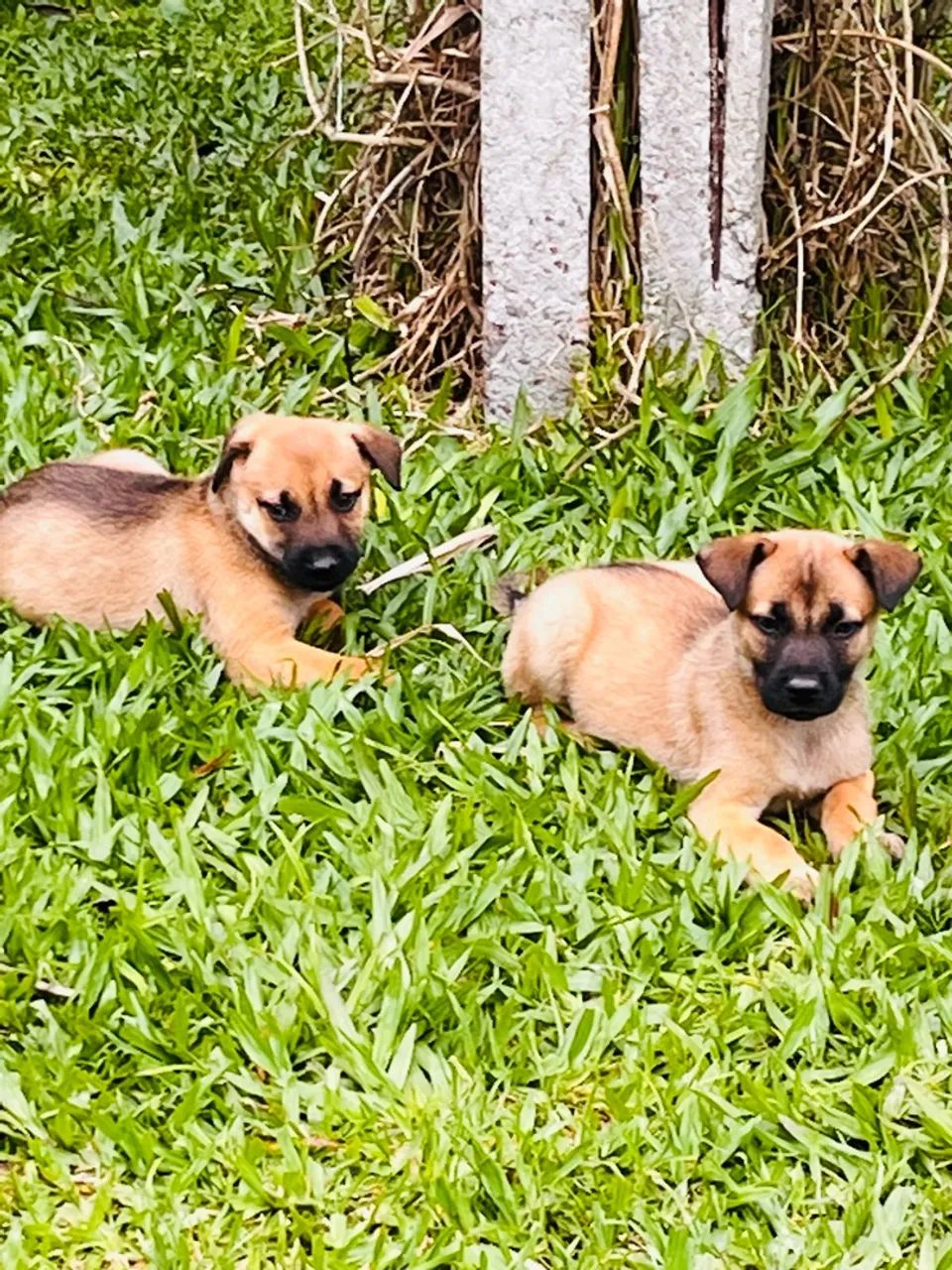 Malinois X Border Collie 