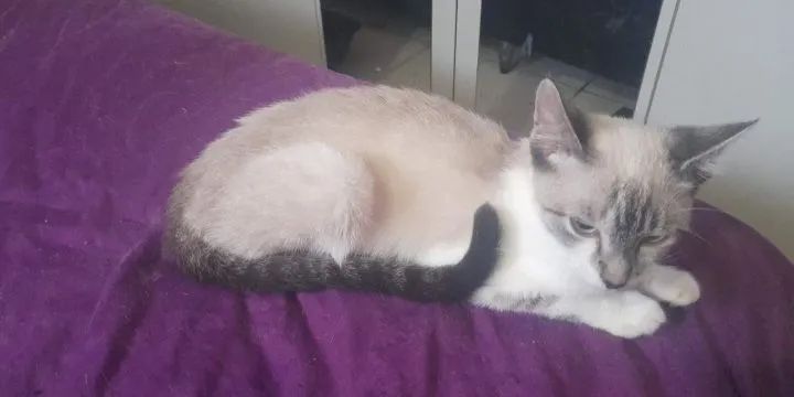 Doação de gato filhotes