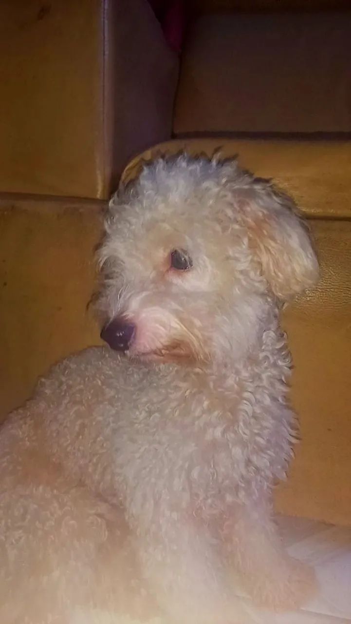 Pet