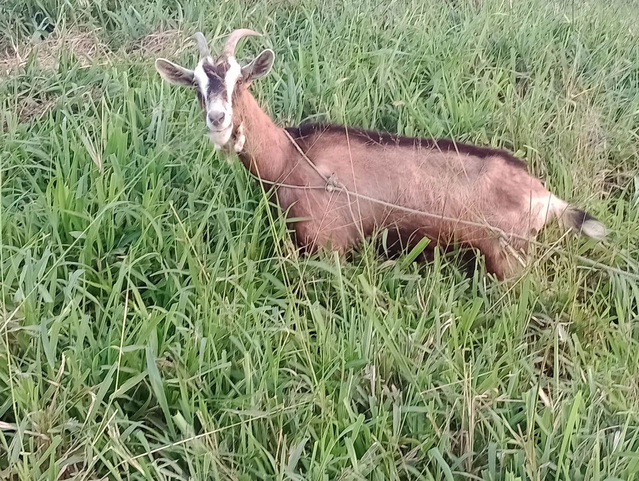 Cabras Lote  - Foto 3