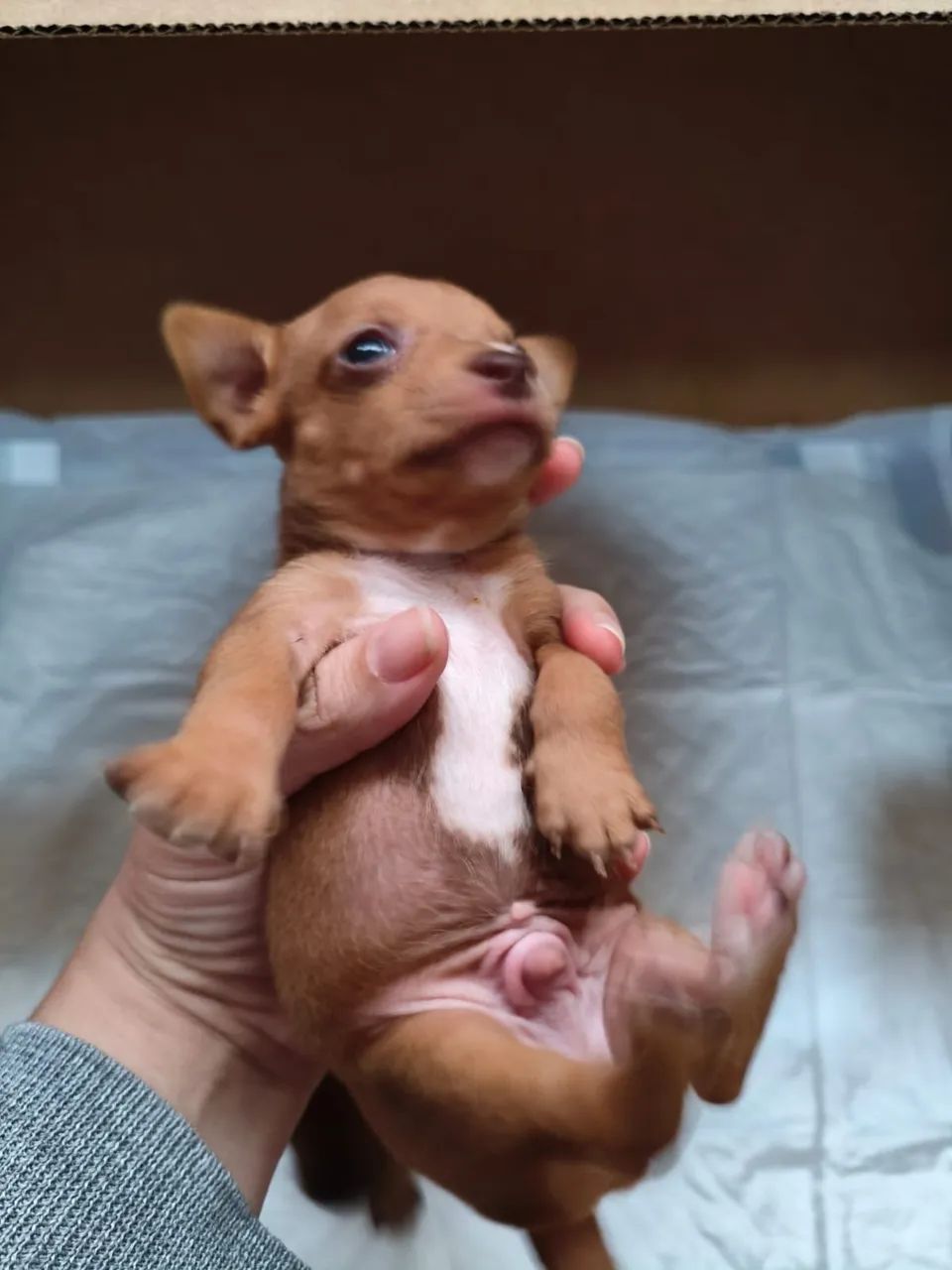 Vendo 2 pinscher macho - Foto 4