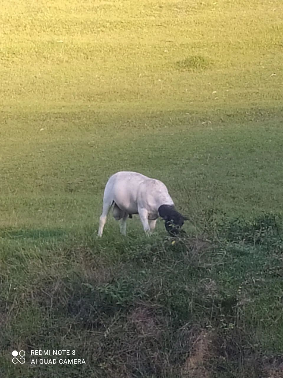Vendo ovelhas e carneiro - Foto 4