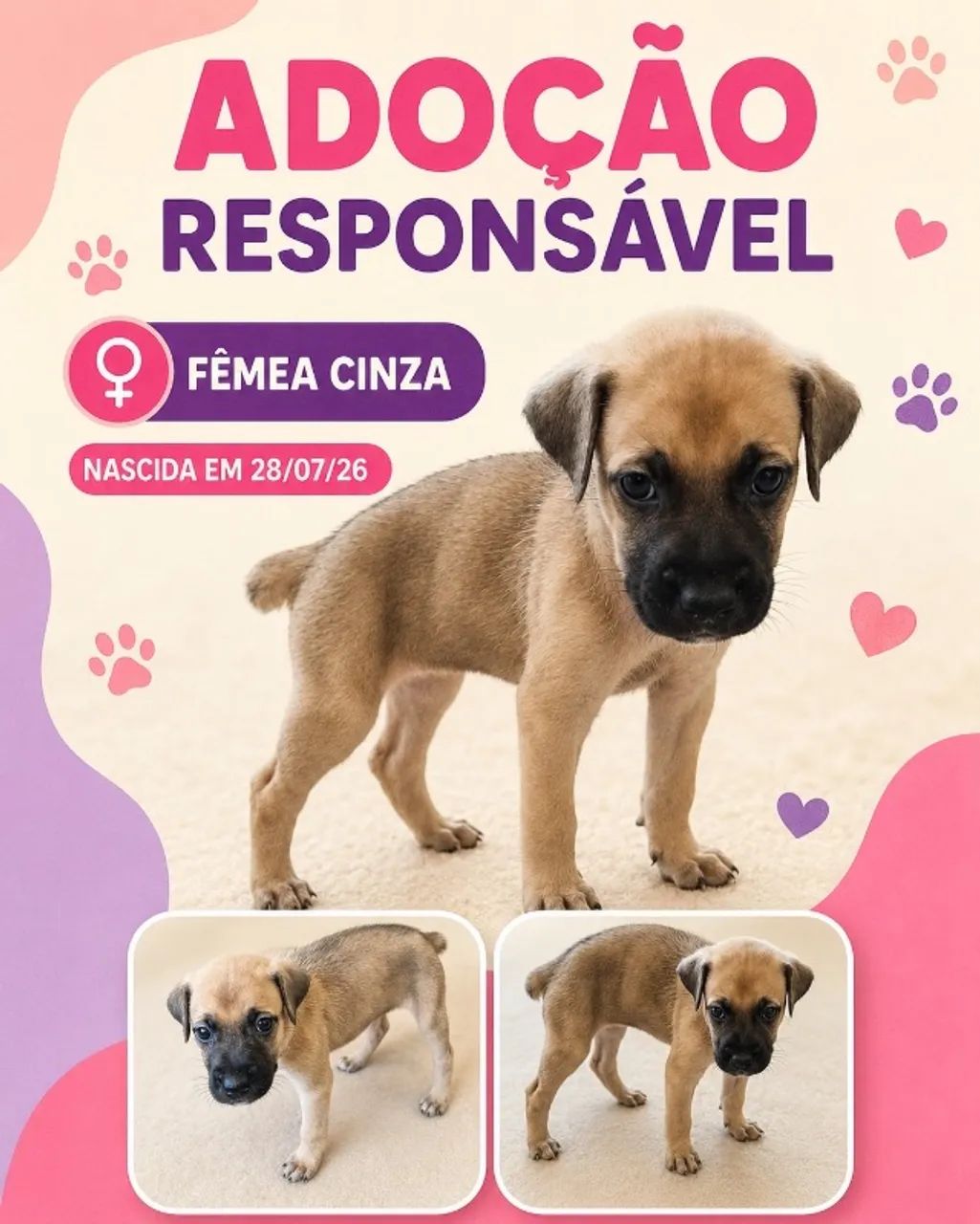 Fêmeas para adoção responsável - vermifugadas - Foto 4