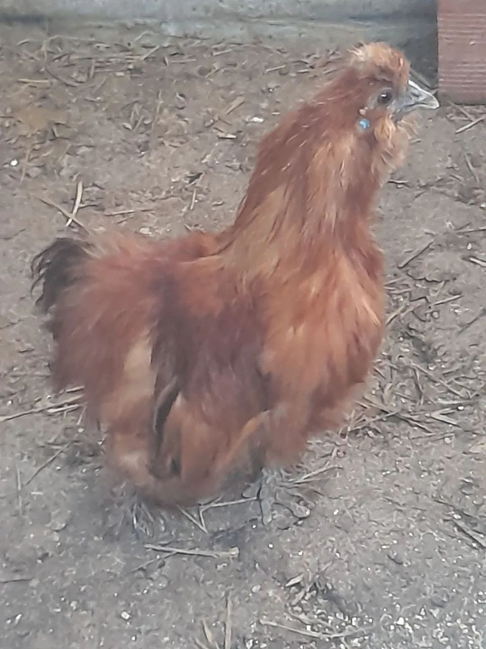 galinha - Foto 3