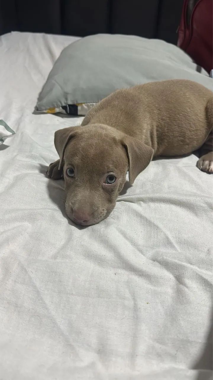 Vendo Pitbull Monster - Foto 6