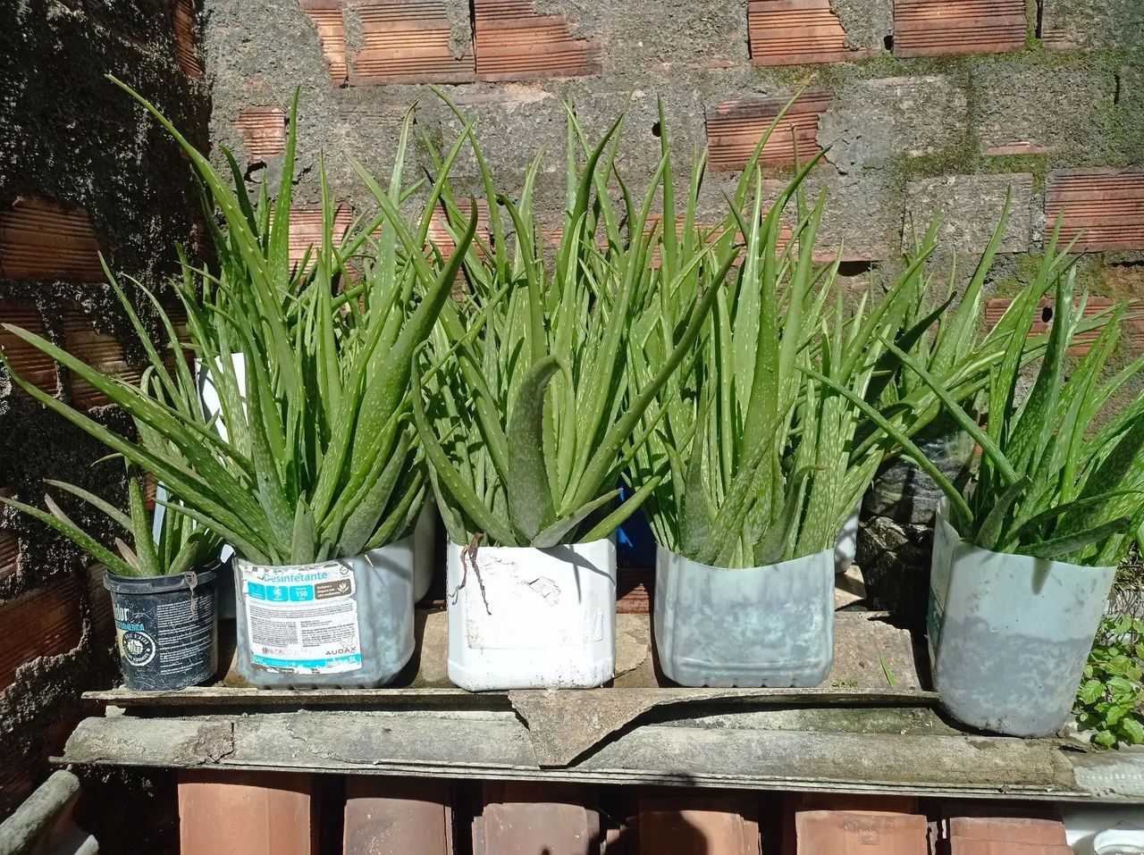 Barbosas (aloe-vera) - Foto 2