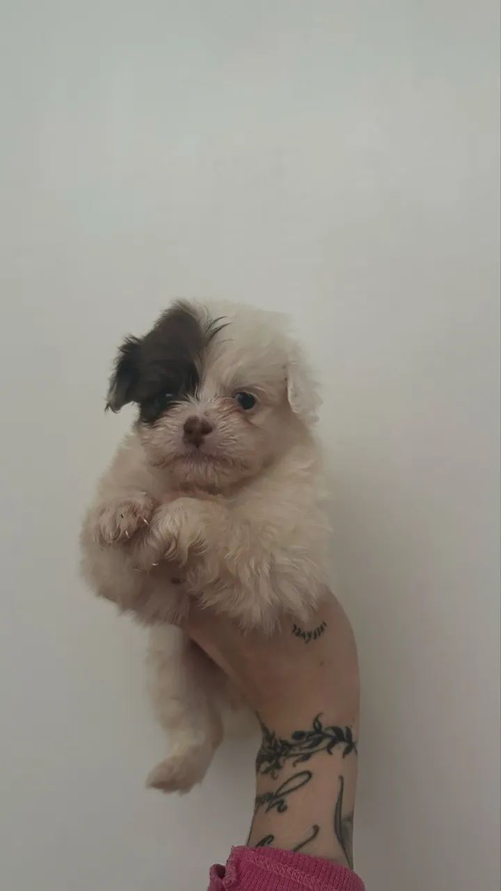 Shihtzu machinho - Foto 3